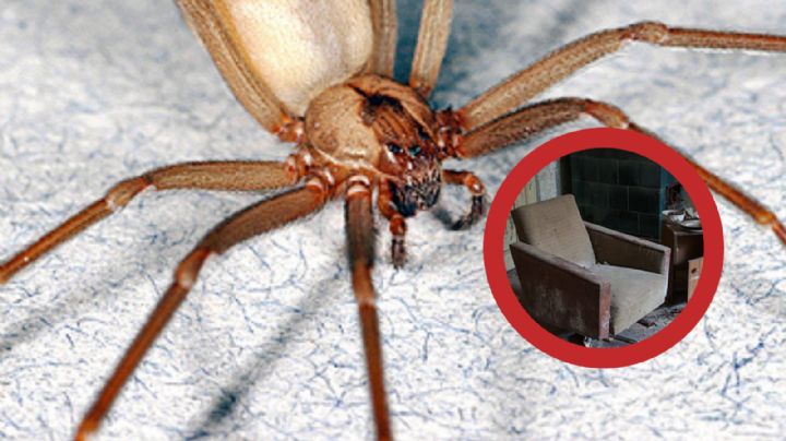 Araña violinista: señales que te dirán si hay alguna en tu casa