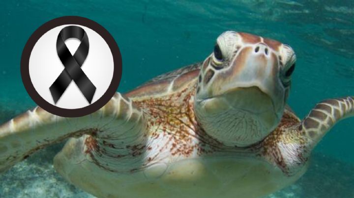 Comen carne de tortuga; mueren 8 niños, un adulto y hay 78 personas hospitalizadas