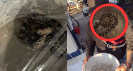 Joven encuentra serpiente de un metro en la sala de su casa y esto fue lo que hizo