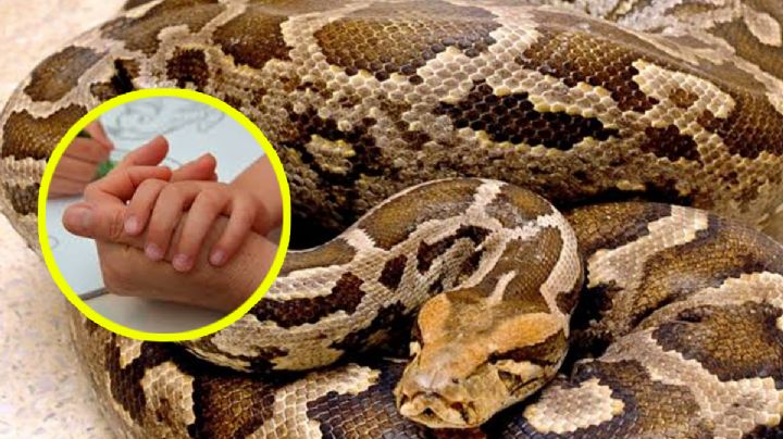 Hombres envían pitón a casa de exnovia para que se comiera a niña