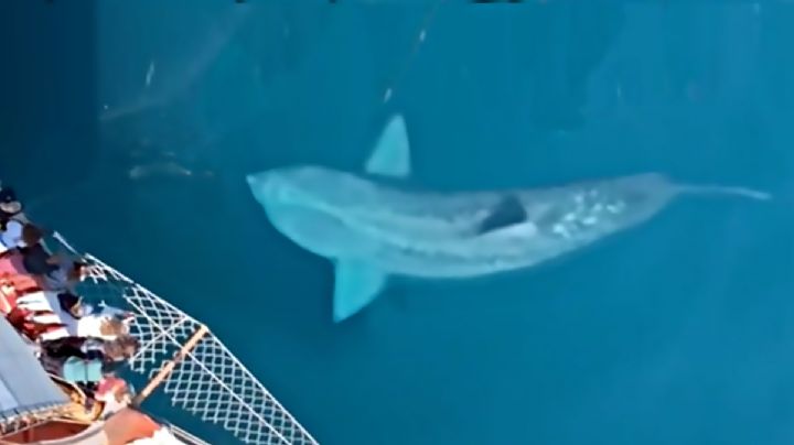 ¿Un Megalodón? Graban a gigantesco tiburón que recuerda al animal prehistórico | VIDEO