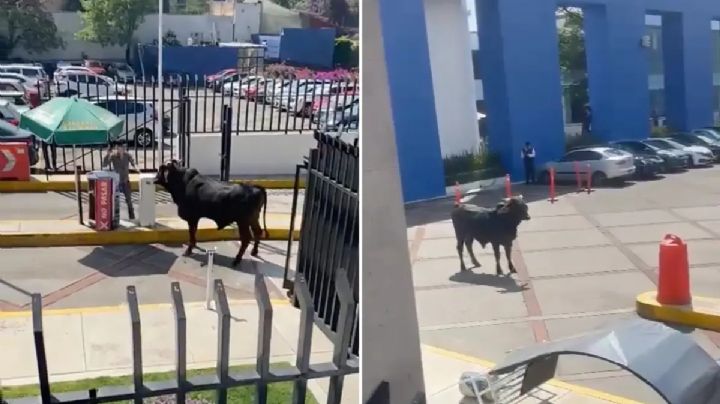 Toro ingresa a instalaciones de una universidad, ¿cómo llegó ahí? I VIDEO