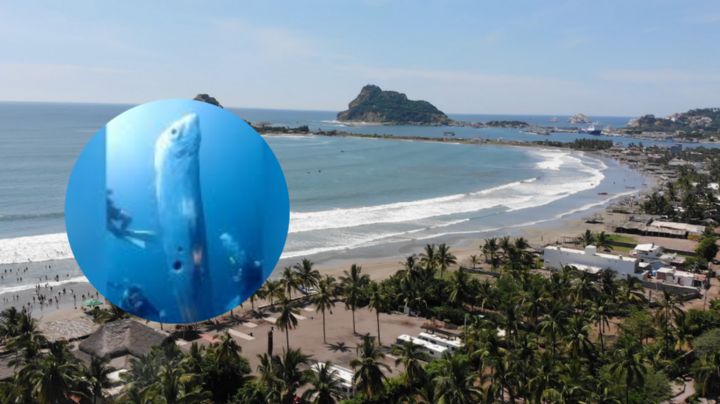 ¿Mal presagio en México? Encuentra pez remo en costas de Mazatlán