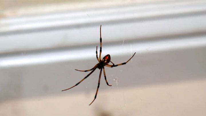 Bebé de dos años pierde la vida después de ser picada por una araña