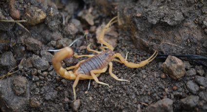 Animales ponzoñosos que aparecen en temporada de calor; esto debes hacer si ves uno