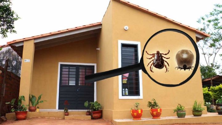 Temporada de garrapatas: así puedes ahuyentarlas este tiempo de calor