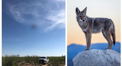 Coyote colgado en cable con una rata en el hocico desata teorías