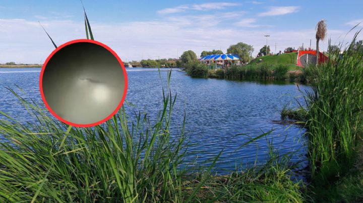 Precaución: avistamiento de cocodrilo en el Laguito puede arruinar el Día de la Coneja