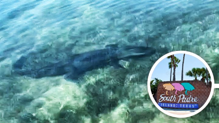 Avistan cocodrilos en South Padre Island, Texas, a unas horas del arribo de vacacionistas