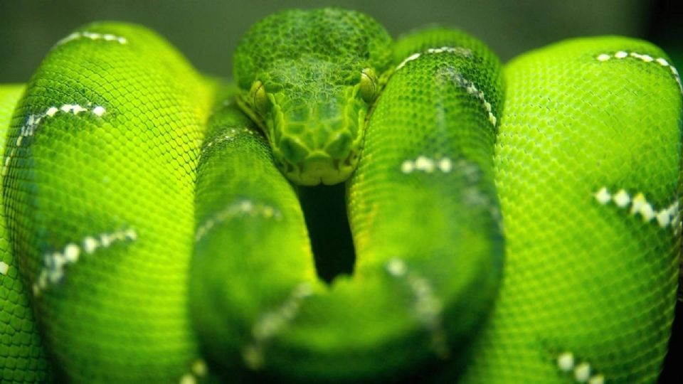 En Brasil recibe nombre de 'serpiente loro', por su coloración verde y amarilla,