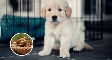 Encuentran perritos congelados, eran utilizados para alimentar serpientes