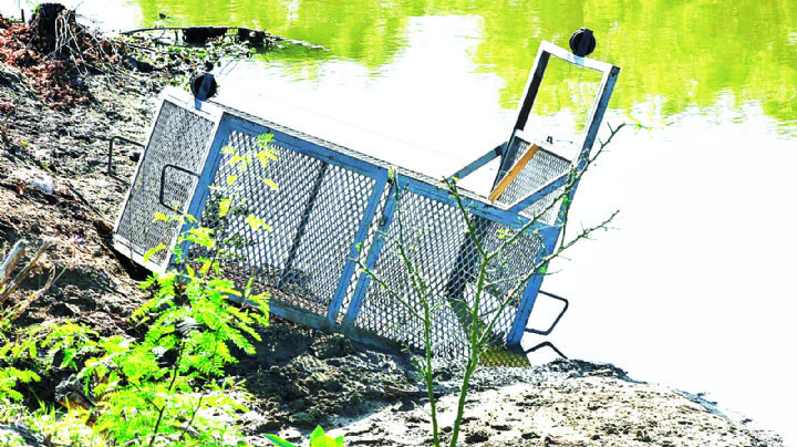 Buscan cocodrilo en arroyo ‘El Coyote’ de Nuevo Laredo; colocan trampa