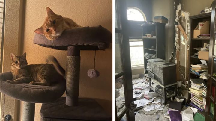 Pareja de gatos salvan a una familia de un incendio en Austin, Texas