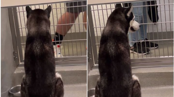 Perro husky ataca a niño en Nuevo Laredo; está grave