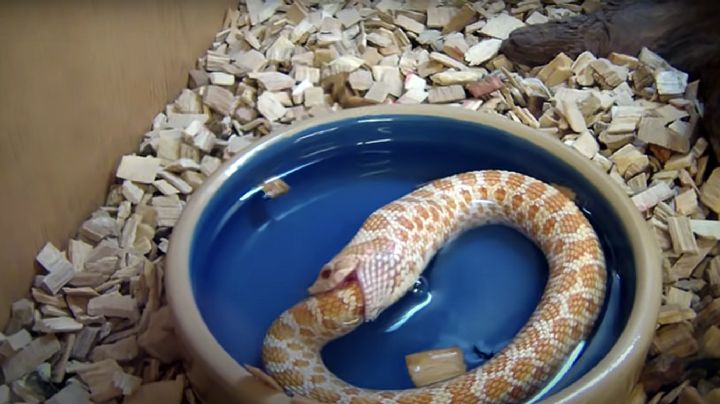 Víboras se devoran a sí mismas: ¿cuál es la razón? | VIDEO