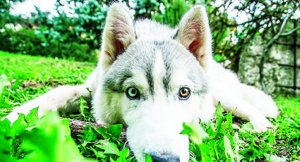 Nuevo Laredo: niño de 3 años que fue atacado por Husky está grave