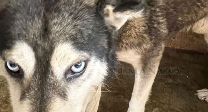 Nuevo Laredo: Husky que mordió a niño en rostro está en supervisión; decidirán su futuro