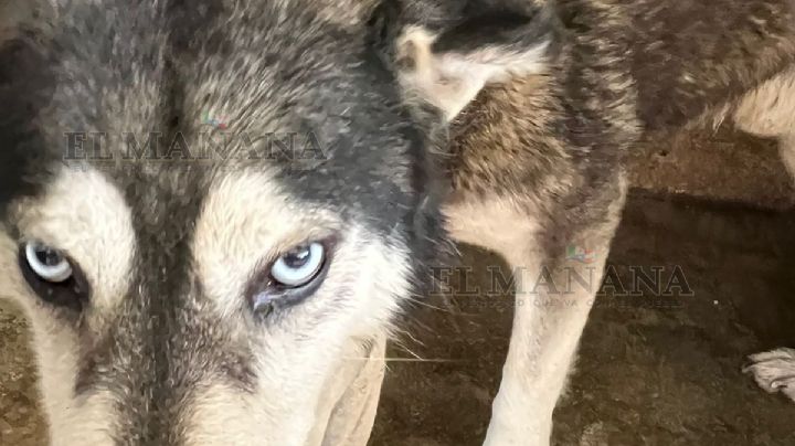 Nuevo Laredo: Husky que mordió a niño en rostro está en supervisión; decidirán su futuro