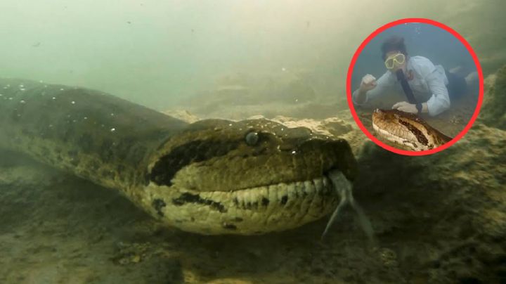 Cazadores matan a la anaconda más grande del mundo en Brasil