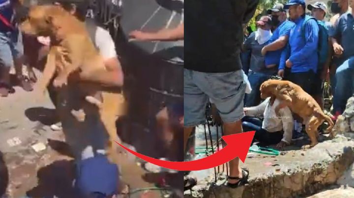 Perrito intentó proteger a mujer de linchamiento | VIDEO