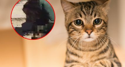 Detienen a mujer que comía un gato en vía pública