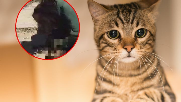 Detienen a mujer que comía un gato en vía pública