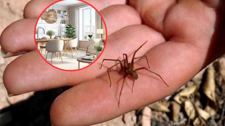 Araña violinista: 5 lugares de tu casa en donde podría esconderse