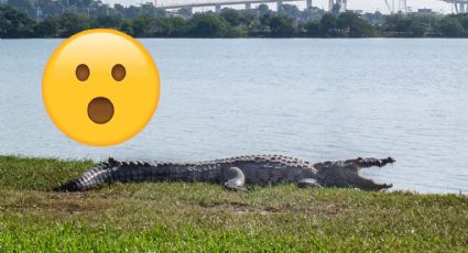 ¿Por qué todos los cocodrilos en Tampico son llamados Juancho?