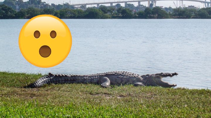 ¿Por qué todos los cocodrilos en Tampico son llamados Juancho?