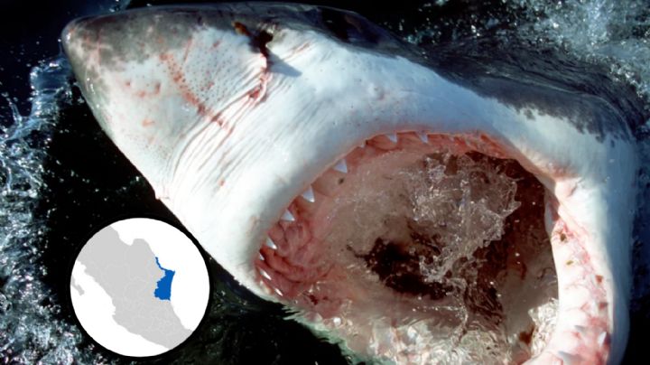Detectan presencia de tiburón blanco en aguas de Tamaulipas