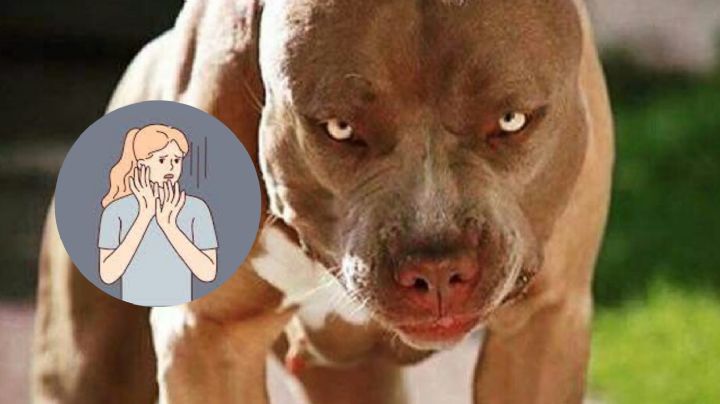Mujer es atacada por un American Bully; narra los momentos de terror | VIDEO