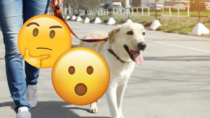 La mascota exótica que puedes comprar en México; completamente legal