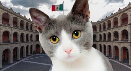 Esto sucederá con los gatos que viven en Palacio Nacional, por órdenes de AMLO