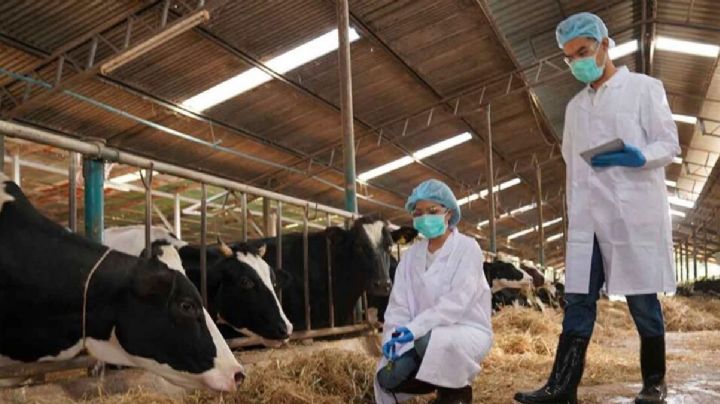 Diagnostican a una persona con gripe aviar en Texas; vacas infectadas lo contagiaron