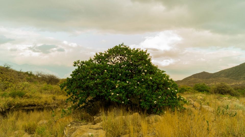 El Anacahuita es un hermoso árbol que florece en Nuevo Laredo y la región