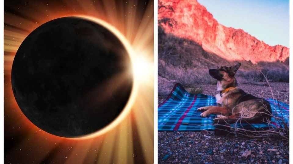 ¿Qué sucede a los animales y plantas durante el eclipse?