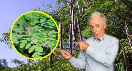 La moringa, una planta con antecedentes curativos, ¿cómo se usa?