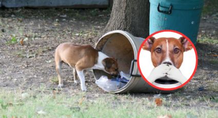 Así puedes evitar que los perros callejeros husmeen en tu basura