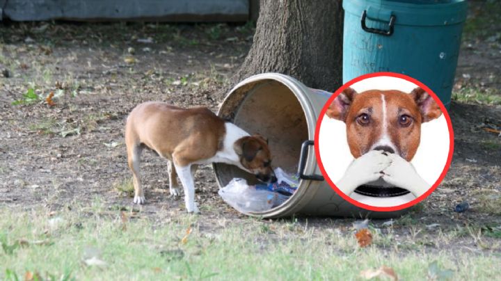 Así puedes evitar que los perros callejeros husmeen en tu basura