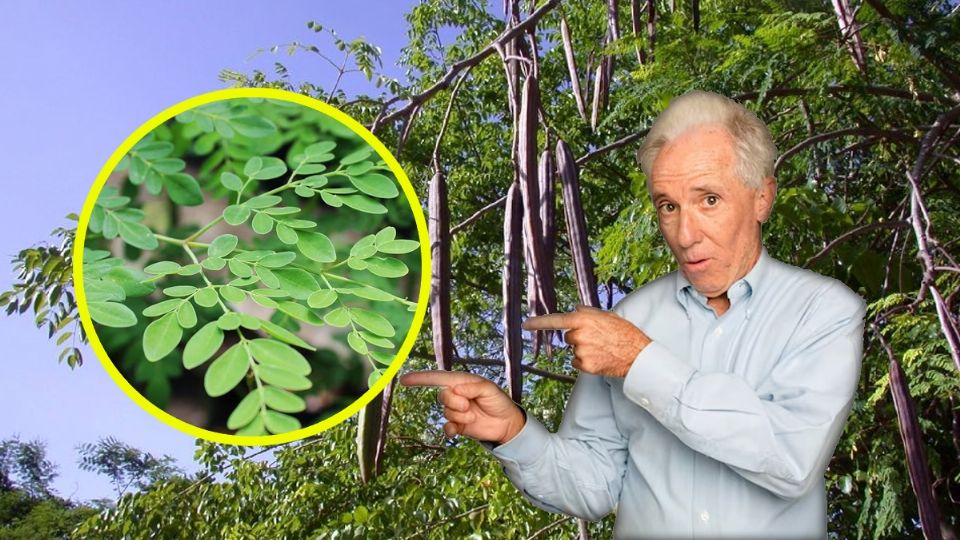 Esto ayuda a curar la moringa