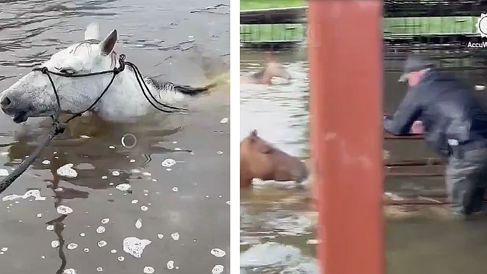 Arriesgando su vida salva a sus caballos