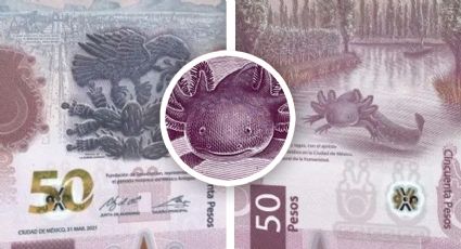 Escasez del billete de ajolote de 50 pesos: ¿qué misterio encierra su 'extinción'?