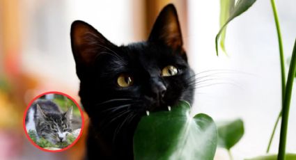 ¿Tienes estas plantas en tu casa? Podrías envenenar a tu gato