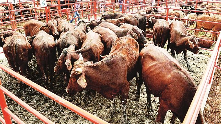 Dejan de exportar en Nuevo Laredo más de 24 mil cabezas de ganado