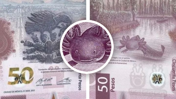 Escasez del billete de ajolote de 50 pesos: ¿qué misterio encierra su 'extinción'?