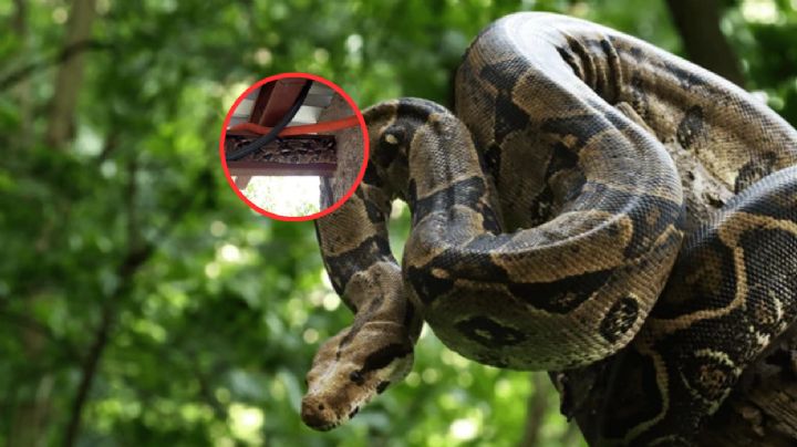 Descubre una enorme boa en el techo de su casa, se dio cuenta cuando iba a lavar ropa