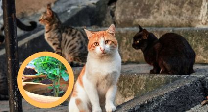 Aleja a los gatos de tu patio o jardín con estos trucos sin dañarlos