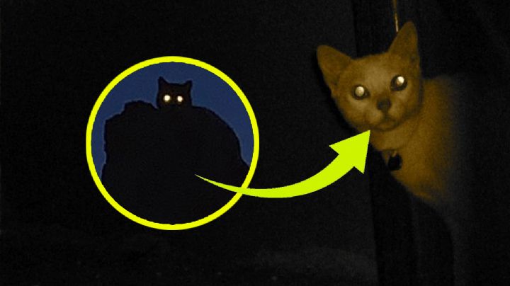 ¿Por qué los ojos de los gatos brillan en la oscuridad de la noche?