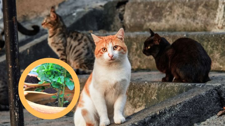 Aleja a los gatos de tu patio o jardín con estos trucos sin dañarlos