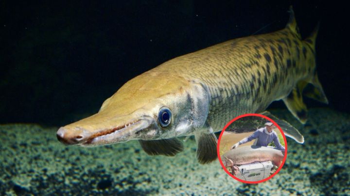 ¿Te gusta la pesca? Así es como podrás atrapar un enorme catán